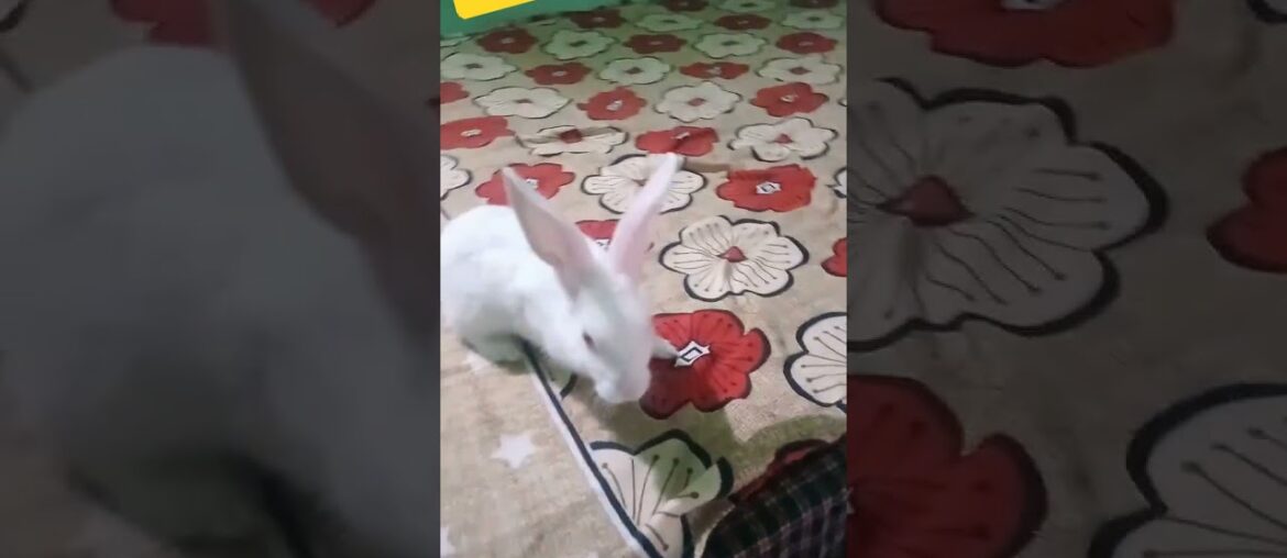 cute rabbit video very lovely video #shorts #youtubeshorts #rabbit #fun_and_discovery