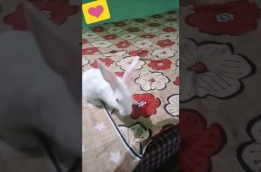 cute rabbit video very lovely video #shorts #youtubeshorts #rabbit #fun_and_discovery