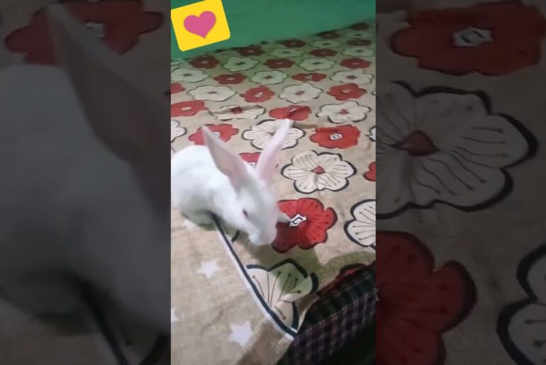 cute rabbit video very lovely video #shorts #youtubeshorts #rabbit #fun_and_discovery