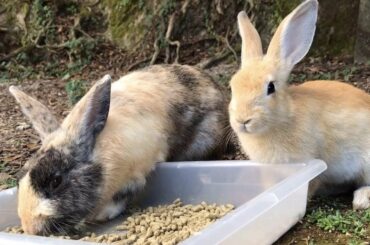 Funny and Cute Baby Bunny