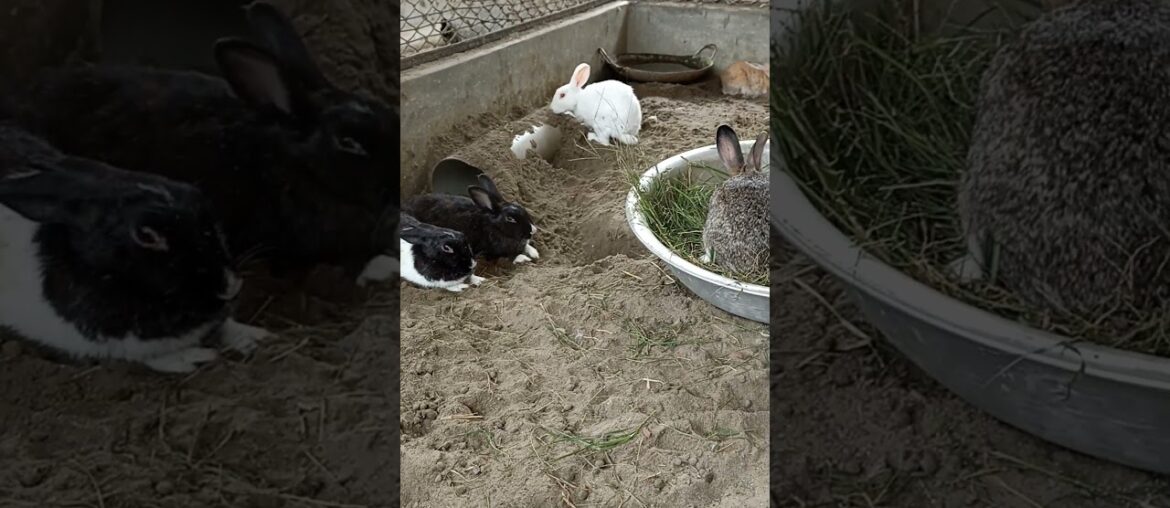 Funny and cute Bunny Rabbits Video | baby Rabbit #shorts
