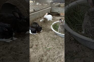 Funny and cute Bunny Rabbits Video | baby Rabbit #shorts