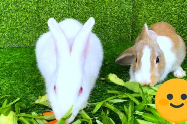 Dacy and Maya | Cute Rabbit having a green fresh morning glory - asmr eating show | Cute Rabbits