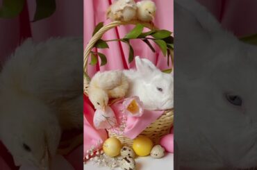 Cute rabbit and chicks video for babies #shorts #cutechicks