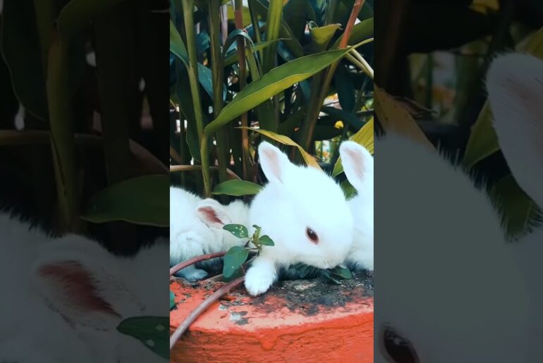 Cute Rabbit Videos - White Rabbit #Shorts #rabbite