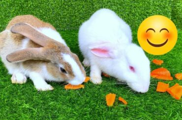 Dacy and Maya | asmr Cute Rabbit | Top funny show of rabbit eating  | Cute Rabbits