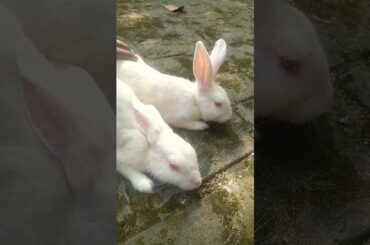 Cute Rabbit Bunny Relaxing & enjoy massage