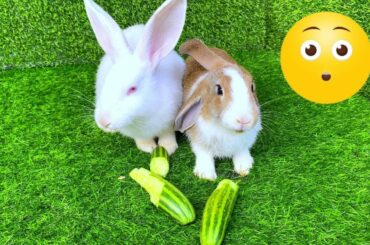 Dacy and Maya | asmr Cute Rabbit | Top funny show of rabbit eating  | Cute Rabbits