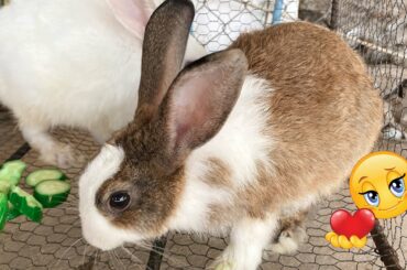 Cute Rabbit | Lovely time | Dacy and Maya