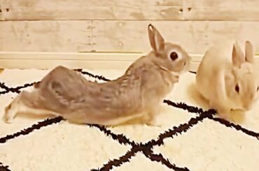 Cute Rabbit Sneakily Extended Within Reach. Cute Rabbit Moments!