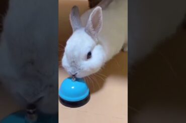 CUTE RABBIT ! #shorts