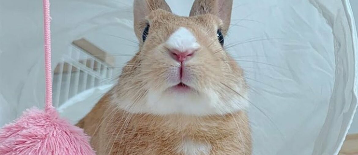 Cutest Rabbit In The World - Cute Baby Bunny Rabbit Baby Animals