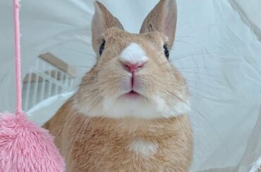 Cutest Rabbit In The World - Cute Baby Bunny Rabbit Baby Animals