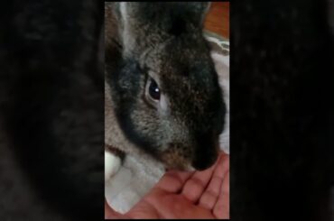 Cute Bunny Silently Biting a Cherry #Shorts #Rabbit