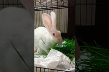 cute baby Bunny Rabbit/ #shorts