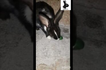 CUTE RABBIT | FUNNY RABBIT #bunny #cute #rabbit