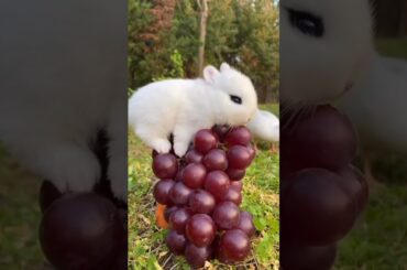 cute rabbit #cute #pets #rabbit #shorts
