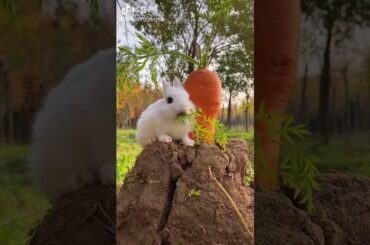 Cute rabbit Eating Carrots