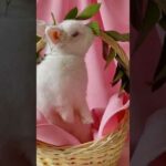Baby Rabbit | Funny And Cute Bunny Rabbits Video #shorts