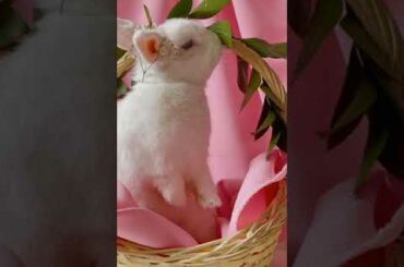 Baby Rabbit | Funny And Cute Bunny Rabbits Video #shorts