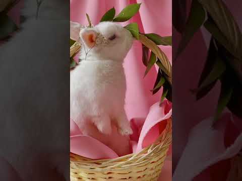 Baby Rabbit | Funny And Cute Bunny Rabbits Video #shorts