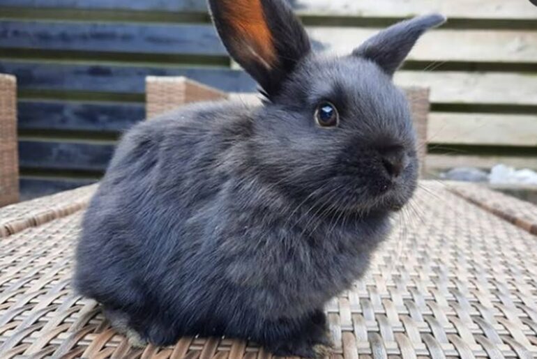 The Best Cute Baby Bunny Rabbit Videos | Cutest Rabbit Videos