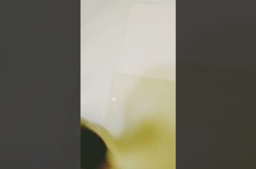 Cute Bunny Video Headpat- feat: PanPan #cute #bunny #shorts