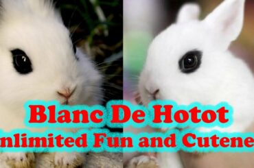 Blanc De Hotot Rabbit Funny and Cute Bunny Compilation 2020 | New Animal Videos 2020 | Pets of JUJU