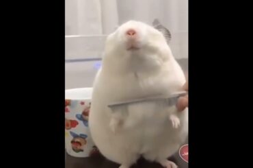 so cute Rabbit hair making #shorts #rabbit