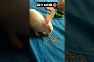 my cute rabbit #mostbeautiful #cute