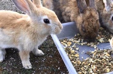 Funny and Cute Baby Bunny