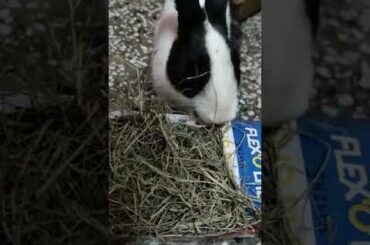 Cute Bunny