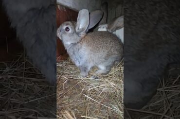 Beautiful Funny little bunny rabbit Videos - Cute Rabbits Compilation 2021