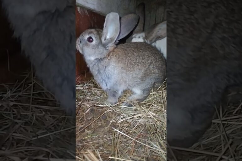 Beautiful Funny little bunny rabbit Videos - Cute Rabbits Compilation 2021