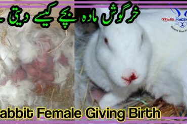 Rabbit Giving Birth to 6 Babies || Cute Babies || How do rabbit Give a Birth ?? || Rabbit Lay eggs