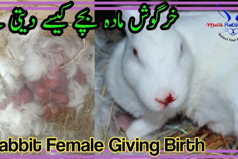 Rabbit Giving Birth to 6 Babies || Cute Babies || How do rabbit Give a Birth ?? || Rabbit Lay eggs
