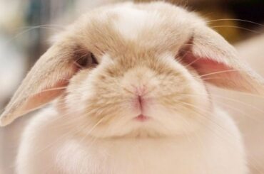 Cute Bunny Youtube Videos | A Funny Bunny Cute And Funny Moments