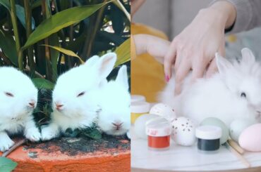 Very Cute Baby Rabbit . #shorts ,#viral