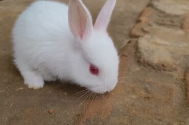 Cute baby rabbit playing around