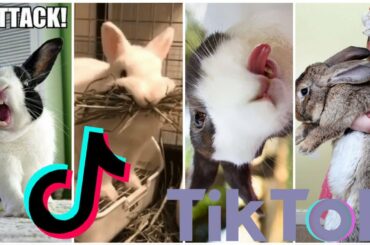CUTE Bunny TikTok Video Completion VERY FUNNY - Bunny Love - part 4