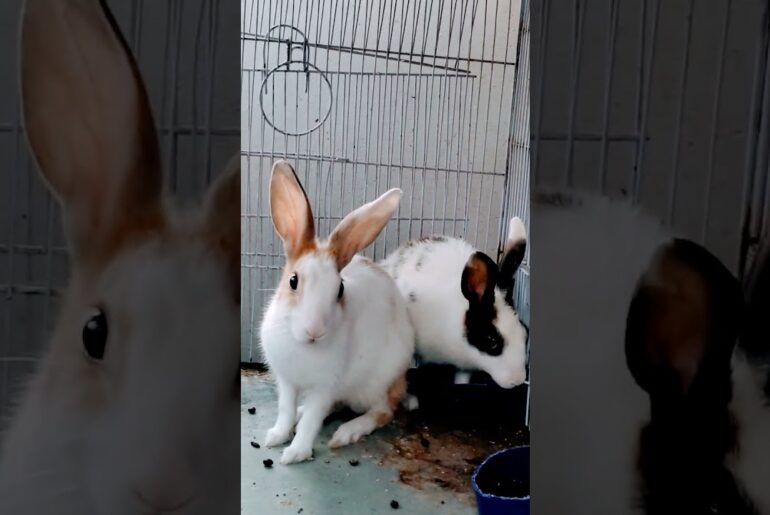#shorts Imposter cute Rabbit | Cute Rabbit | My Bunny #shorts #rabbitshorts #bunny #bunnyvideos #bun