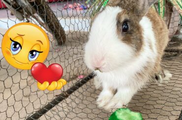 Cute Rabbit | Eat never are what it is | Dacy and Maya