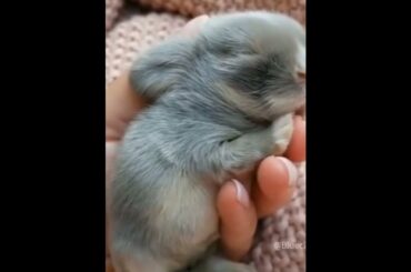 the cute baby rabbit slept on the hand #babyrabbits #bonny #Cute #shorts