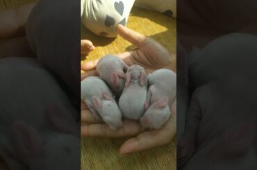 Cute Rabbit Baby Bunny's sleeping in Hand! So relaxing to see this Newborn Rabbit Bunnys