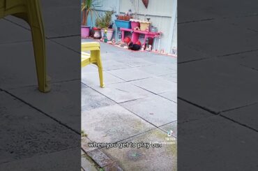 cute bunny exited to play out #cutebunnies