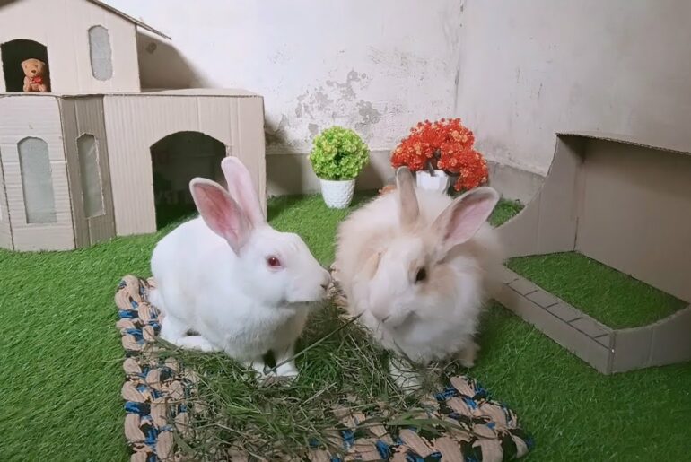 cute bunny rabbits playing, feeding | at home