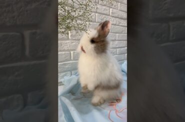 Cute rabbit video for baby #shorts #rabbit