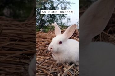 so cute Rabbit status video #short #animal #cute #rabbit