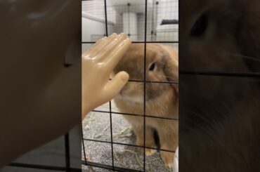 Cute rabbit  #shorts