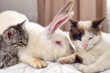Cute Rabbit made friends with Cats